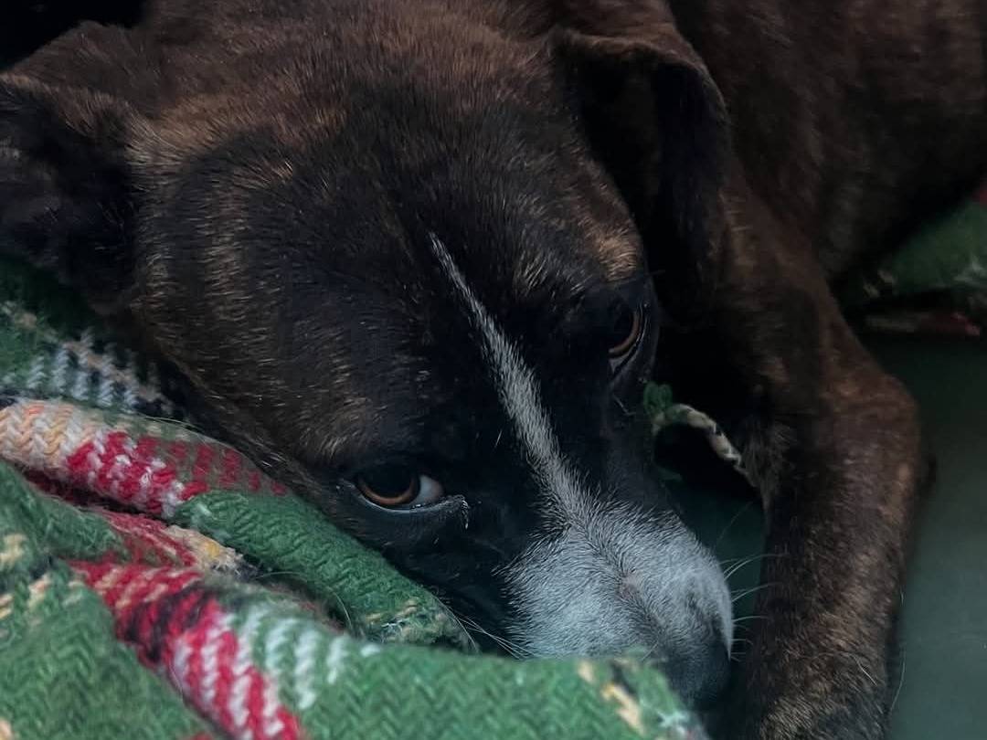 Adotta il cane Biglia a Siracusa