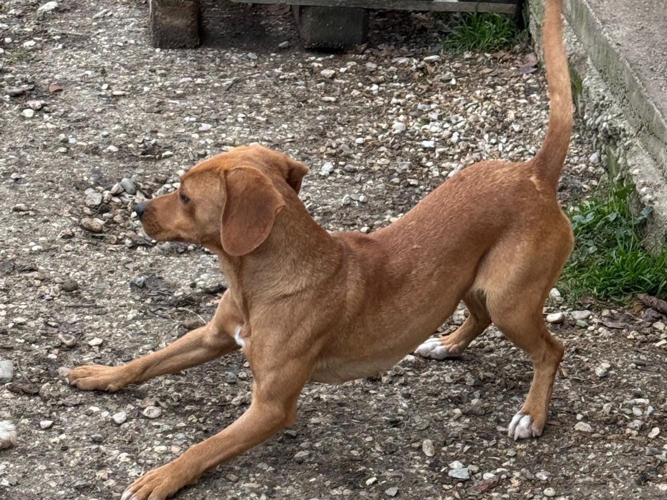 Adotta un cane, taglia piccola, femmina, Teramo