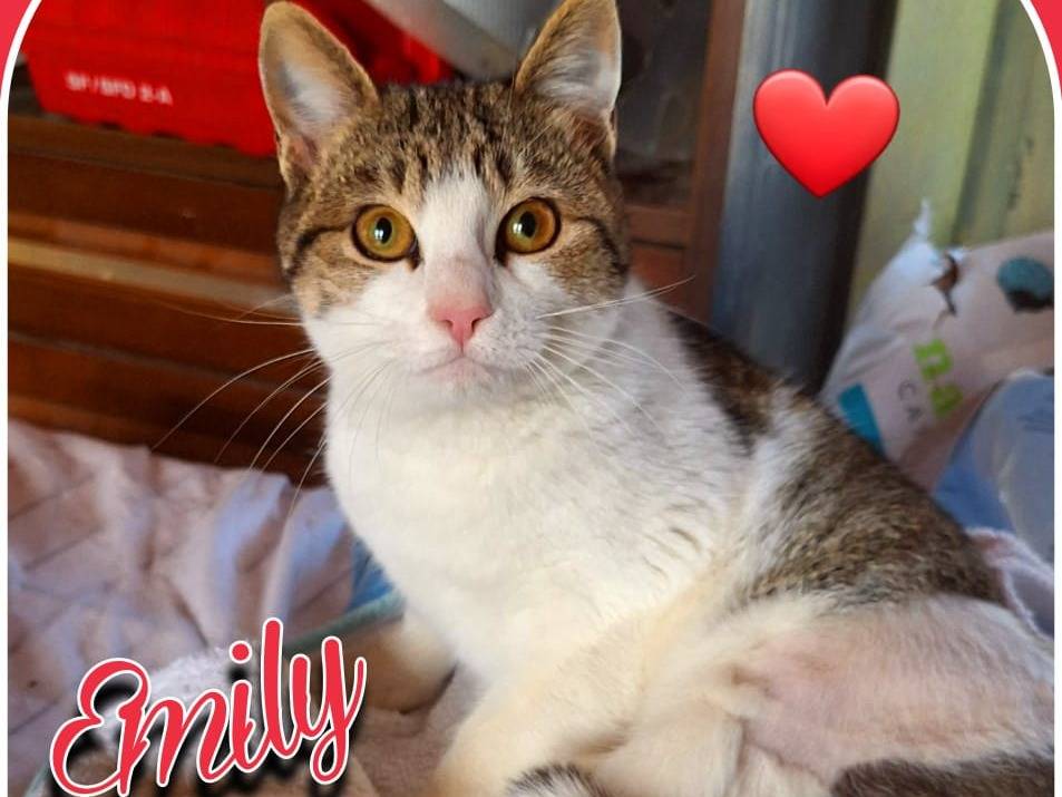 Adotta il gatto Emily  a Varese