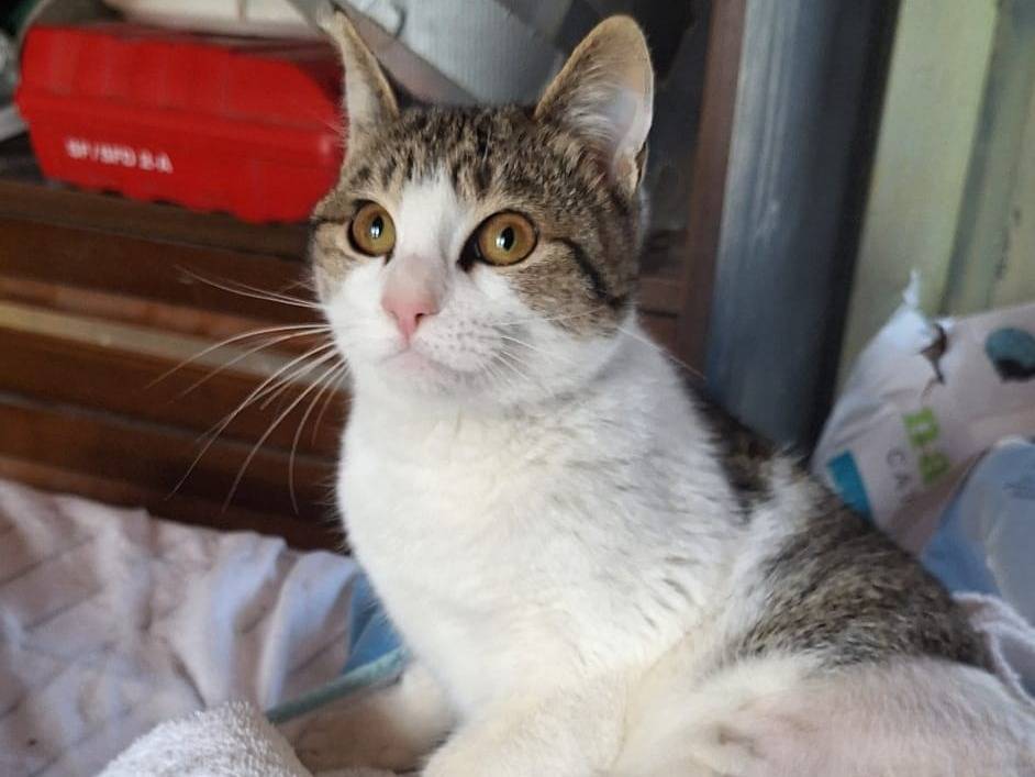 Adotta un gatto, femmina, 11 mesi, Varese