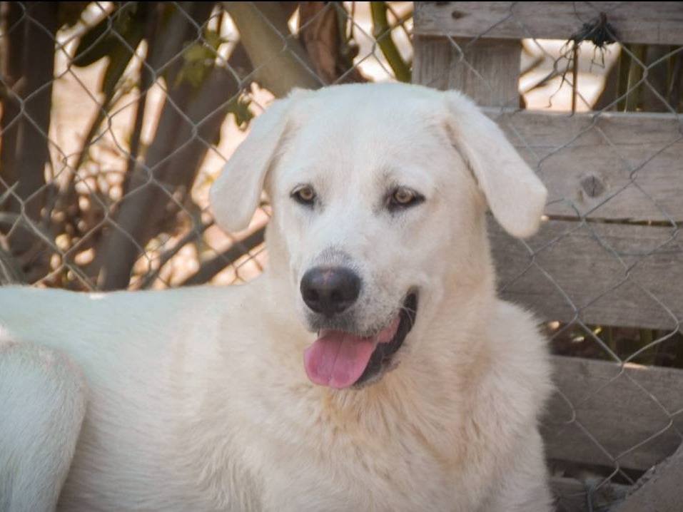 Adotta un cane, maschio, 2 anni  e 6 mesi , Crotone