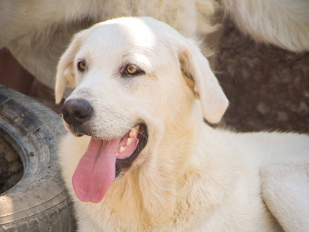 Adotta un cane, taglia grande, maschio, Crotone