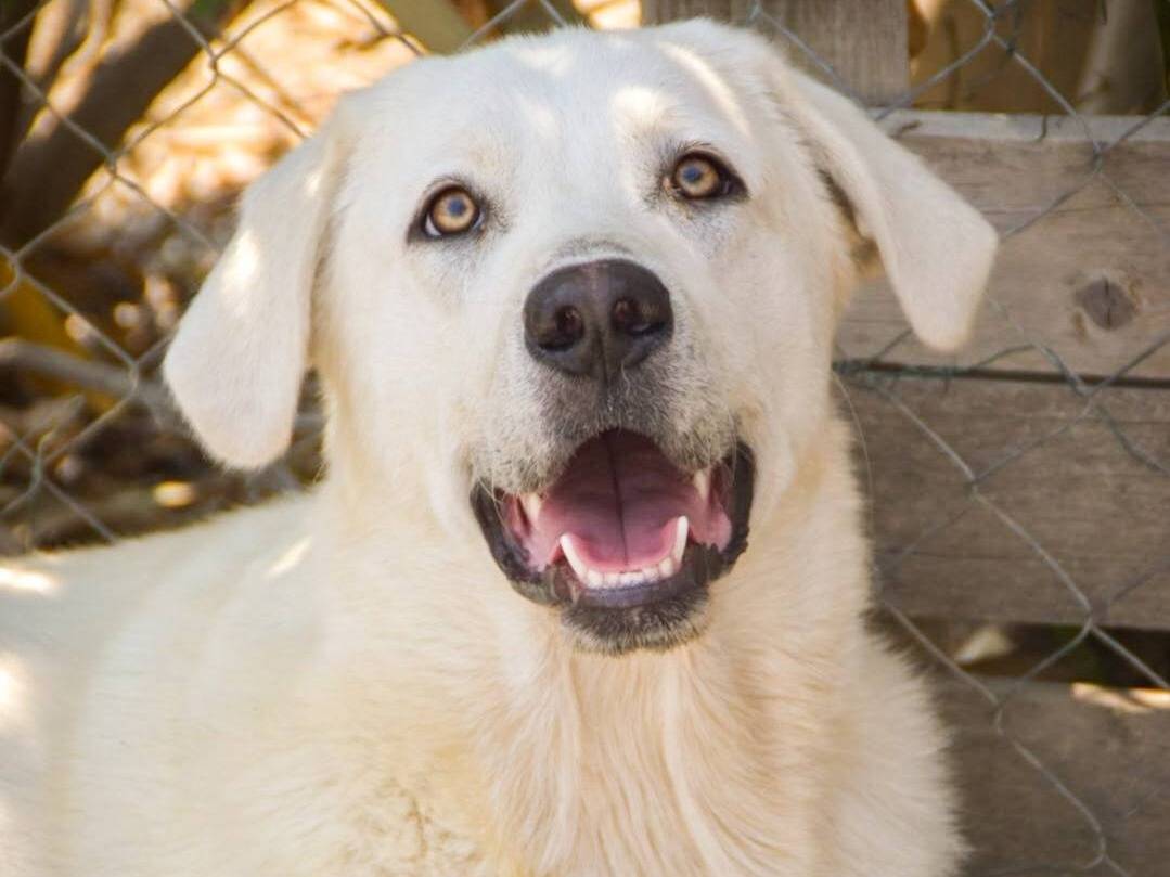 Vuoi adottare un cane a Crotone?