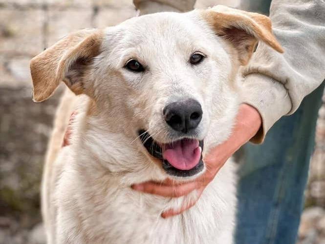 Adotta un cane, femmina, 1 anno e 6 mesi , Crotone
