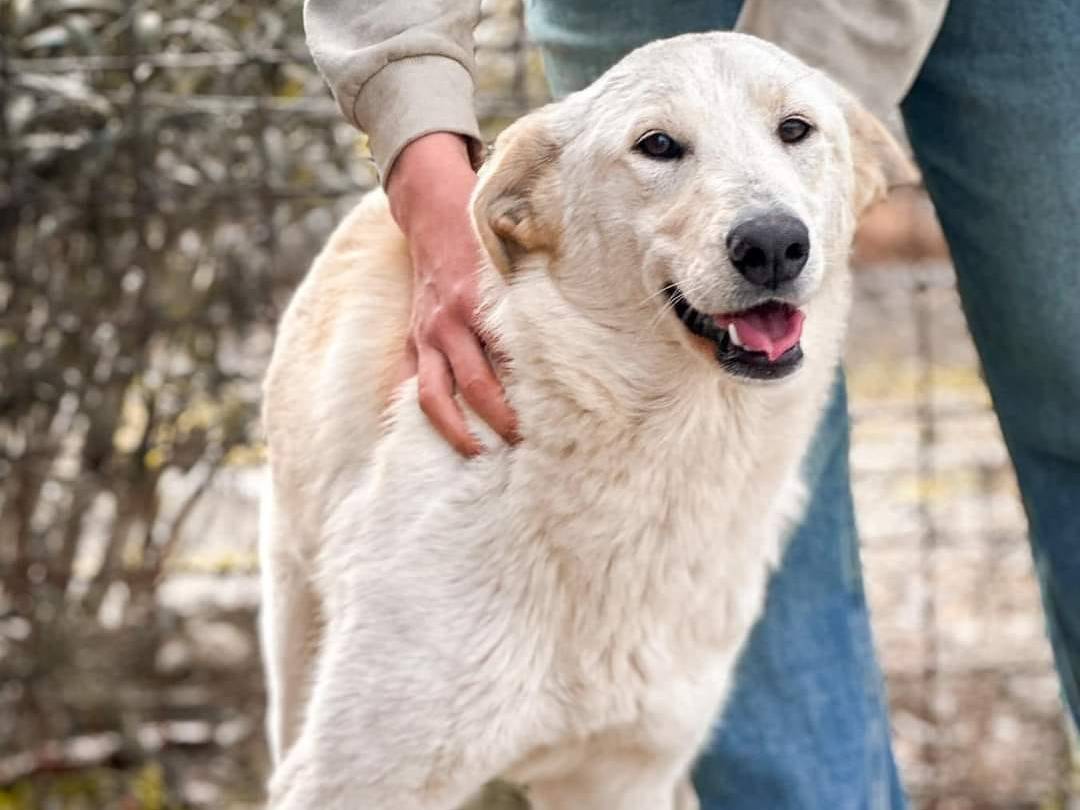 Vuoi adottare un cane a Crotone?