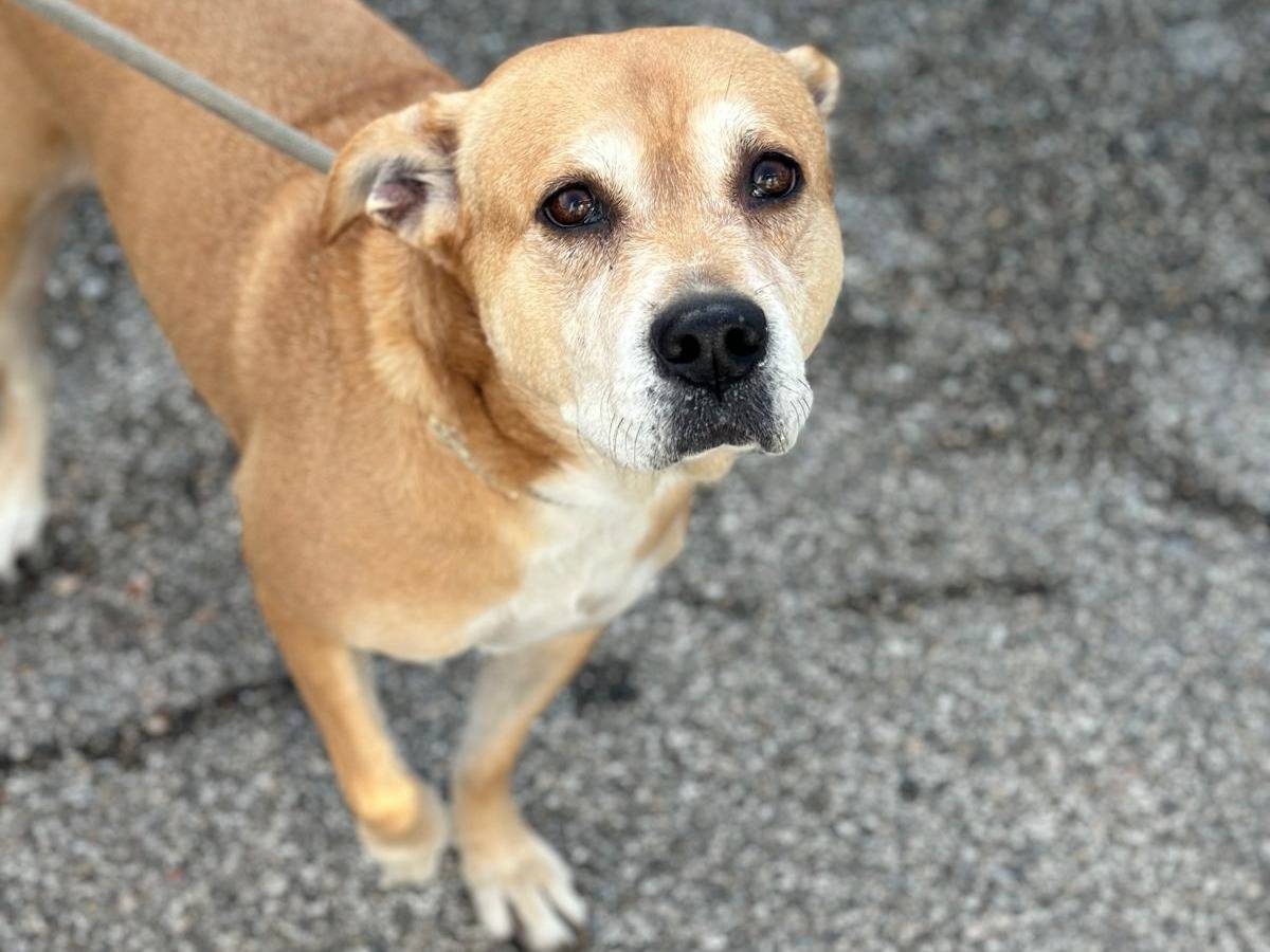 Adozione cane, femmina, Labrador Retriever Razza sconosciuta, 8 anni  e 11 mesi , taglia media, Livorno