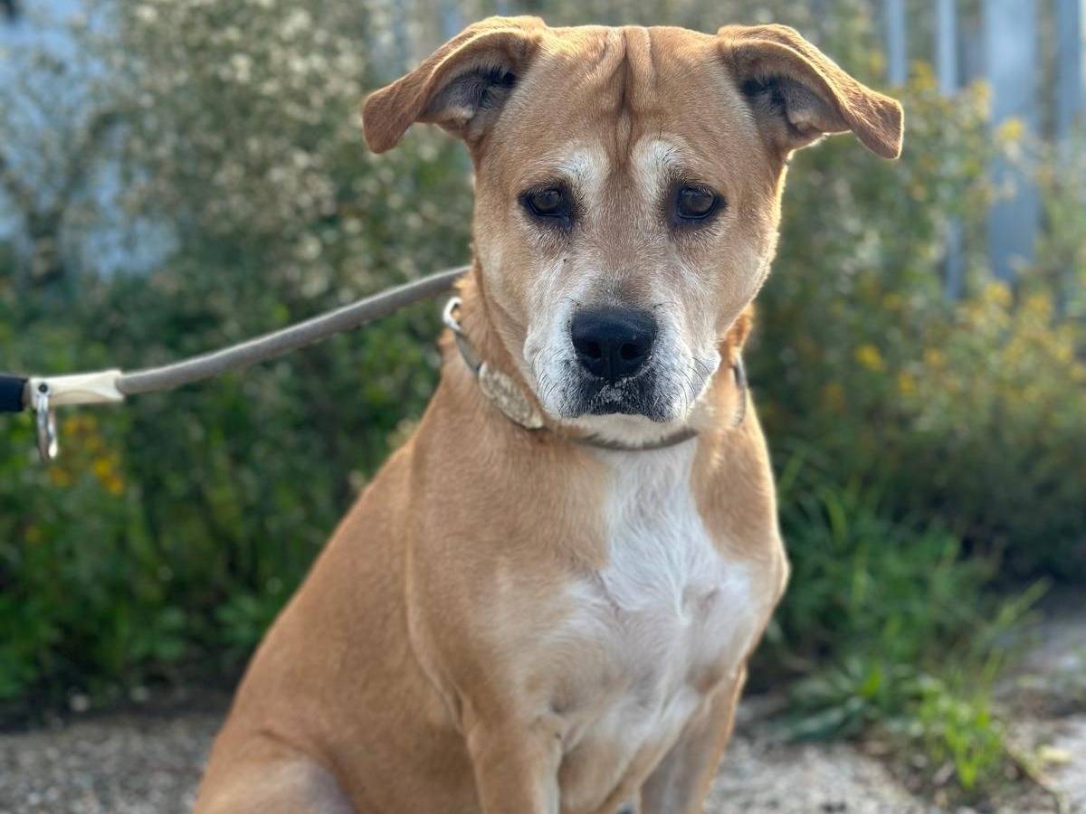 Adotta un cane, femmina, 8 anni  e 11 mesi , Livorno