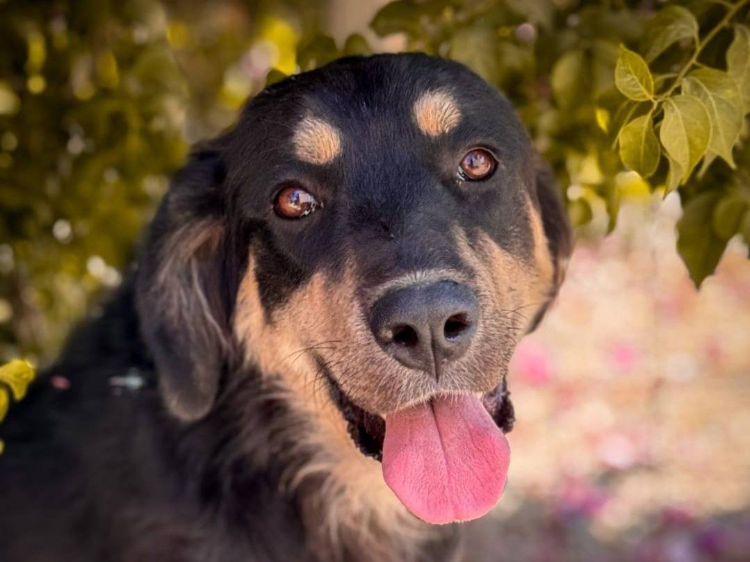 Adotta un cane, maschio, 11 mesi, Crotone