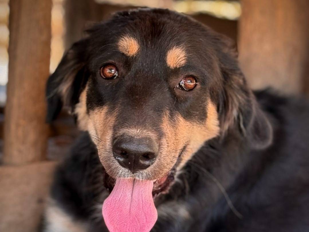 Adotta un cane, taglia gigante, maschio, Crotone