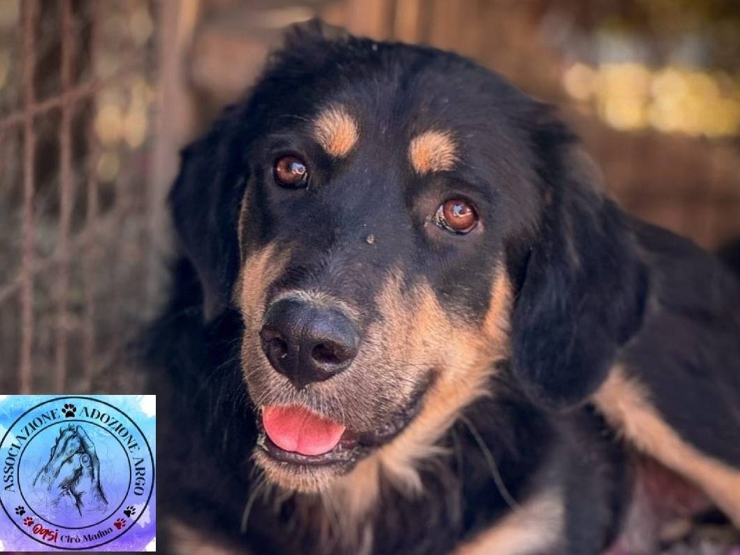 Vuoi adottare un cane a Crotone?