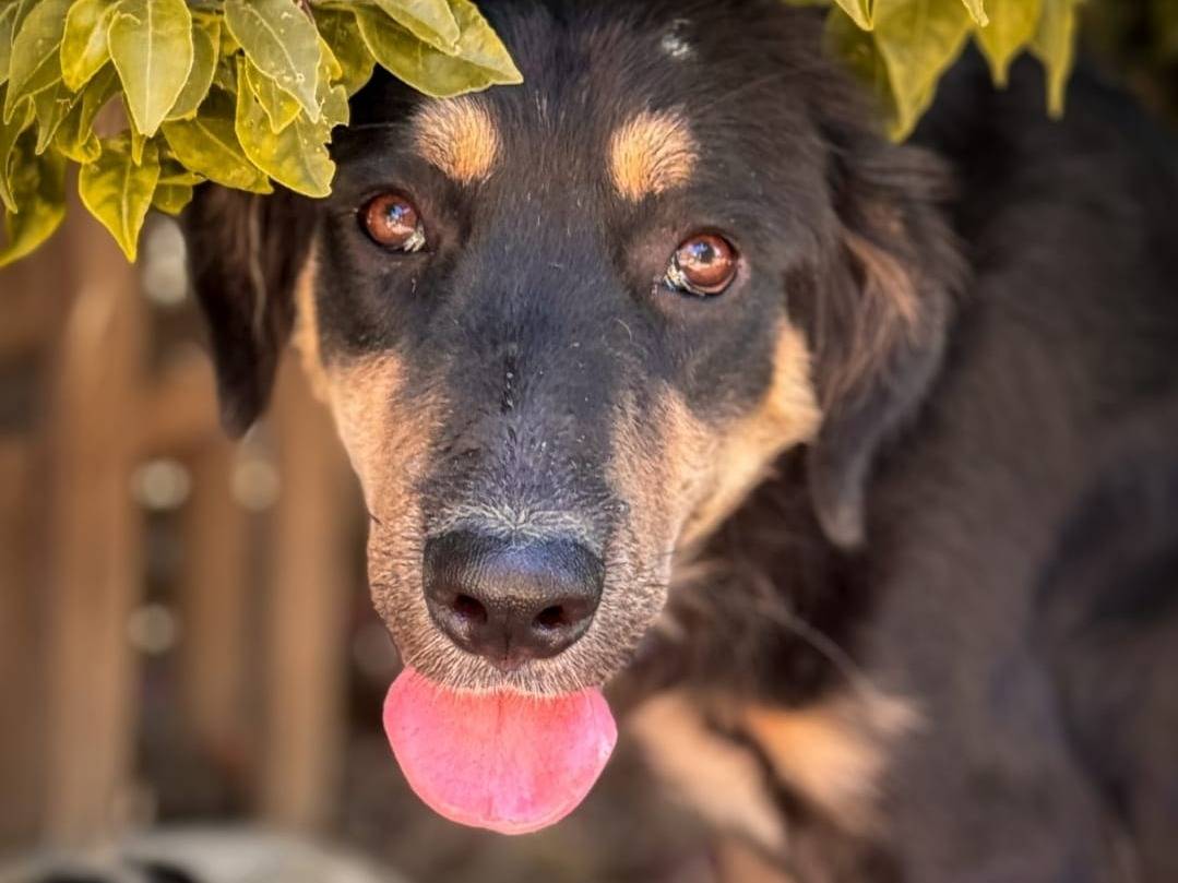 Adotta il cane kalem a Crotone