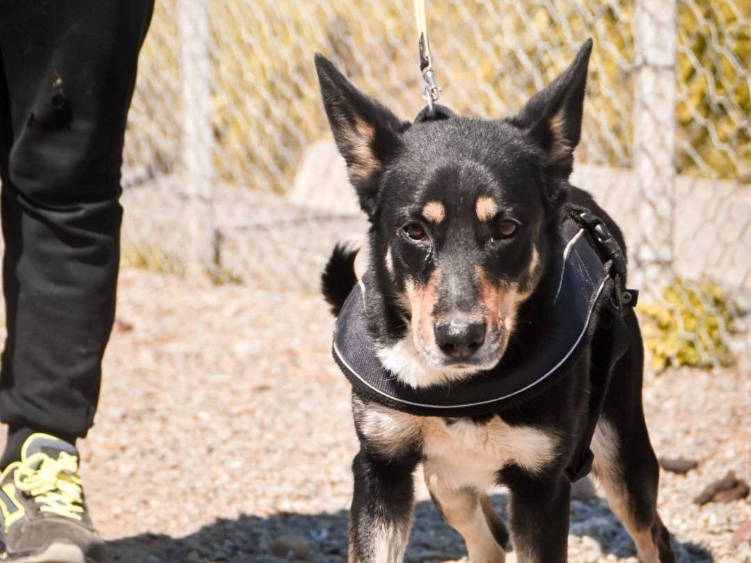 Adotta un cane, femmina, 4 anni  e 5 mesi , Crotone