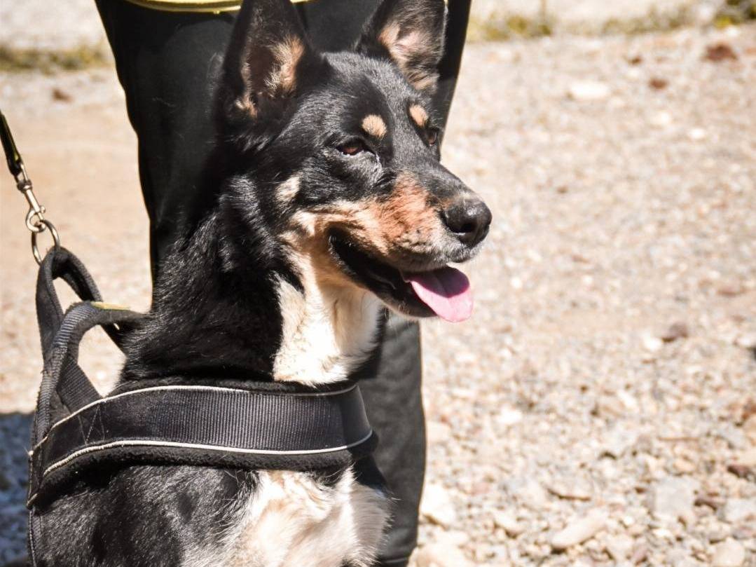Adotta un cane, taglia media, femmina, Crotone