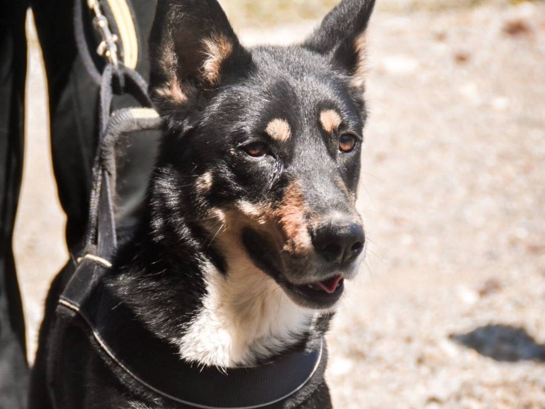 Vuoi adottare un cane a Crotone?