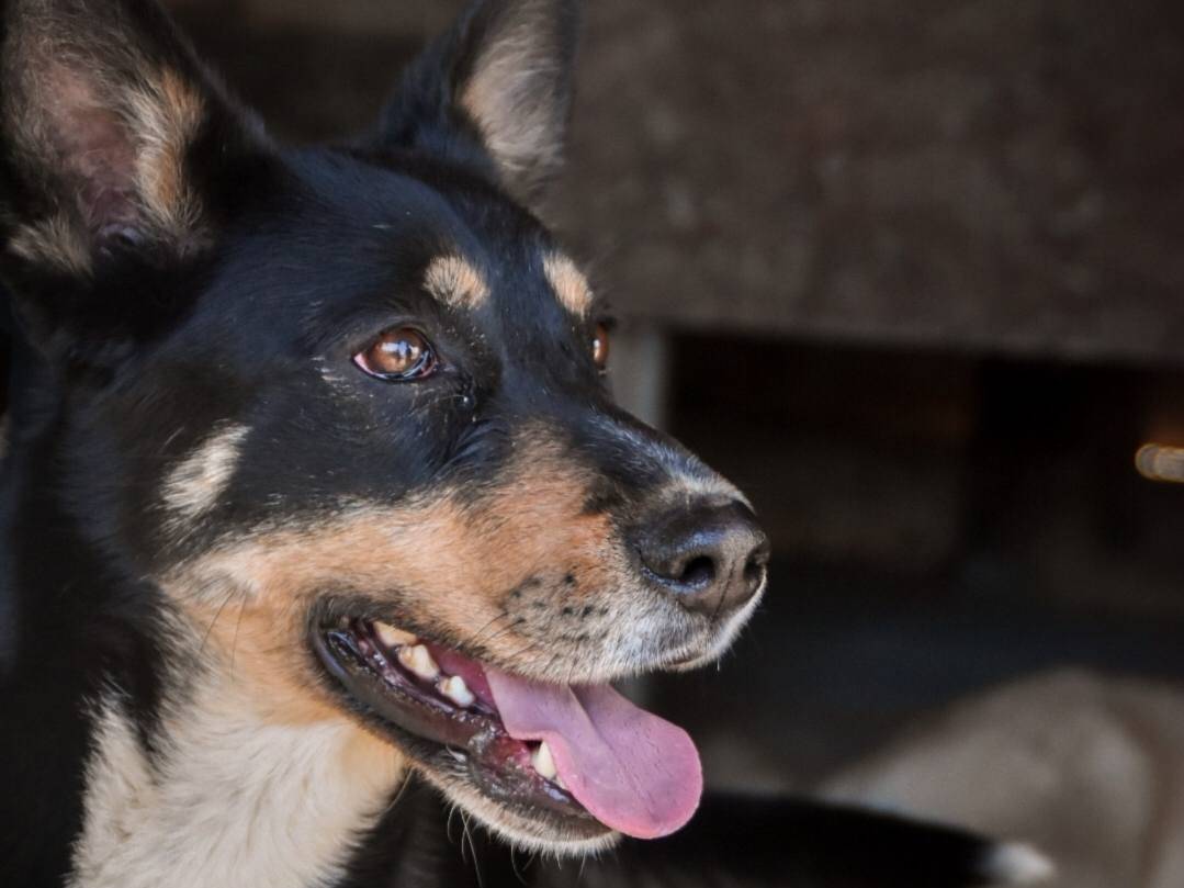 Adotta il cane chanel a Crotone
