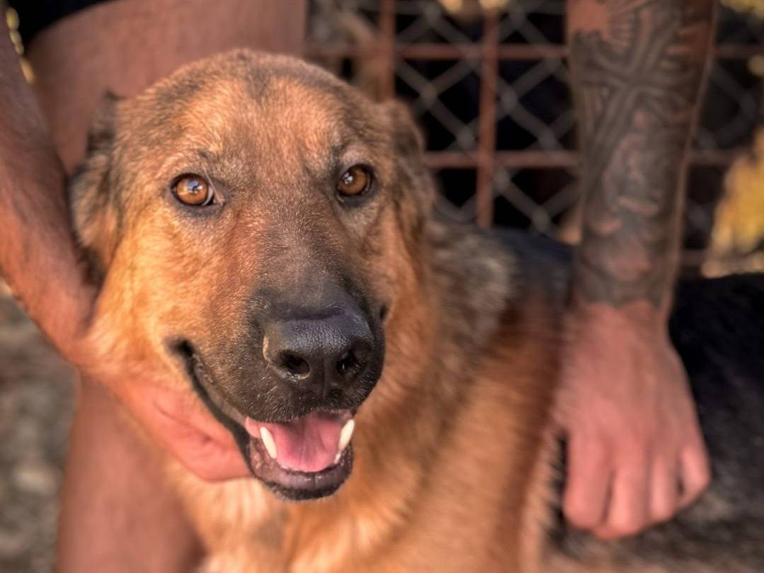 Foto dell'animale