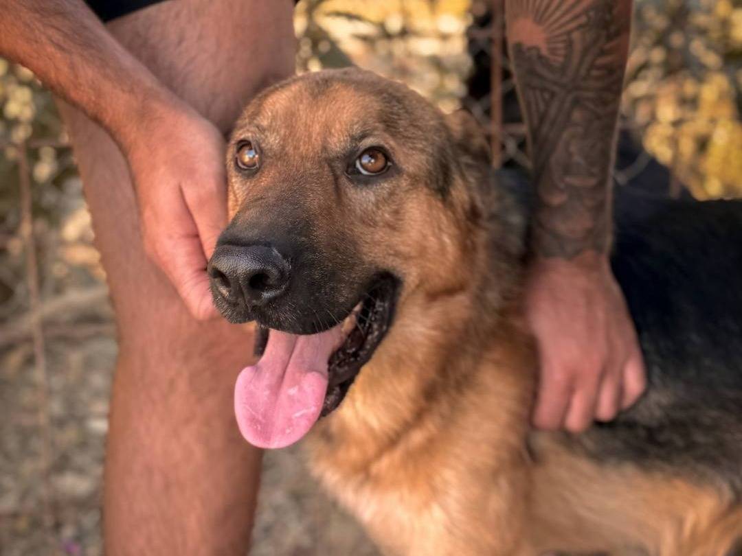Adotta un cane, maschio, 2 anni  e 5 mesi , Crotone