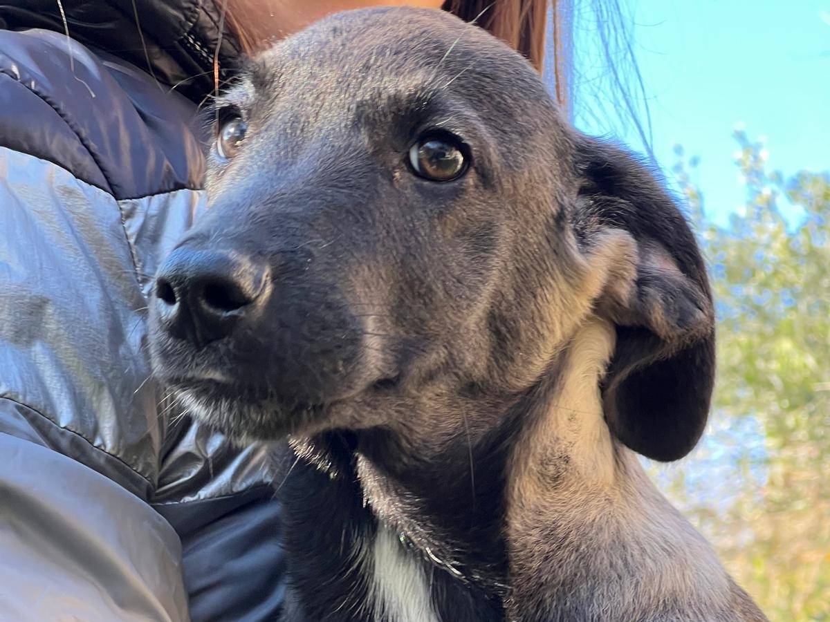 Adozione cane, maschio, Razza sconosciuta Razza sconosciuta, 1 anno e 6 mesi, taglia media, Frosinone