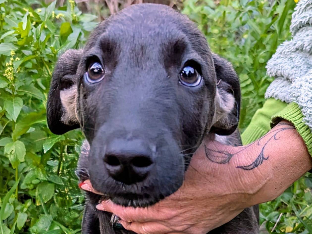 Adotta un cane, maschio, 1 anno e 6 mesi, Frosinone