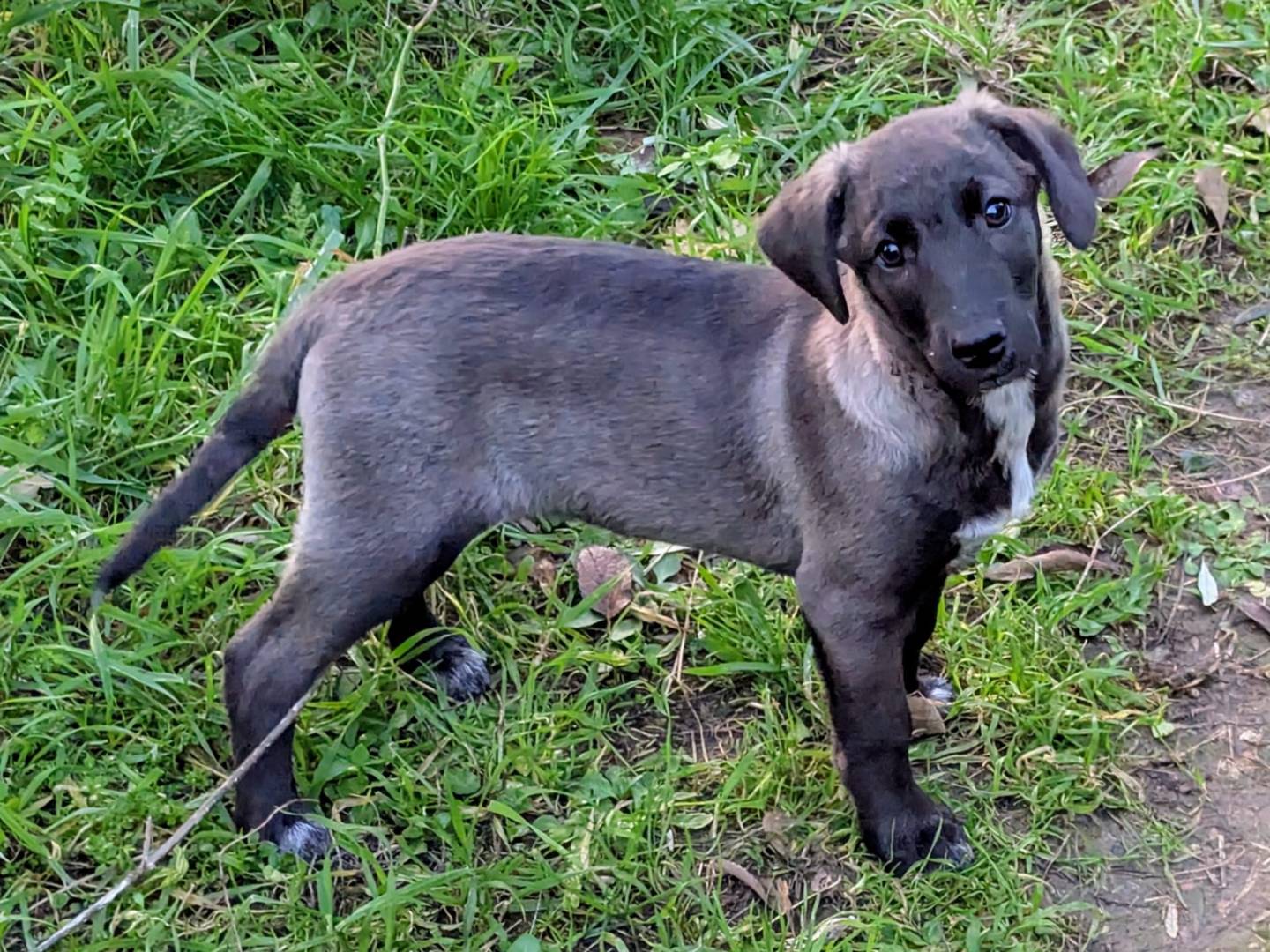Adotta un cane, taglia media, maschio, Frosinone