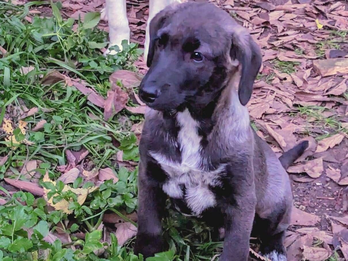 Vuoi adottare un cane a Frosinone?