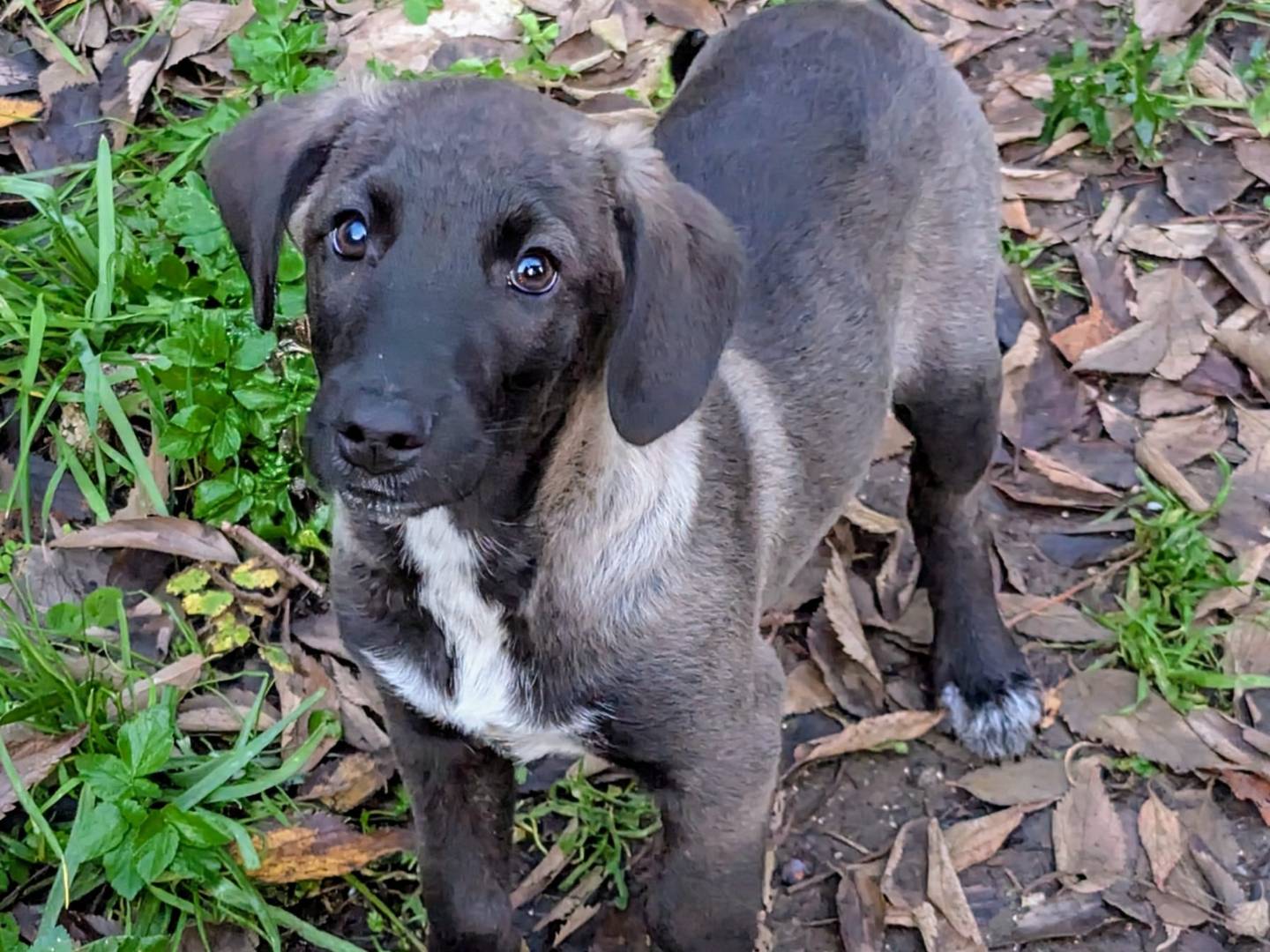 Adotta il cane NERO a Frosinone