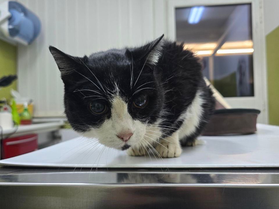 Adotta un gatto, femmina, 10 anni  e 11 mesi , Roma