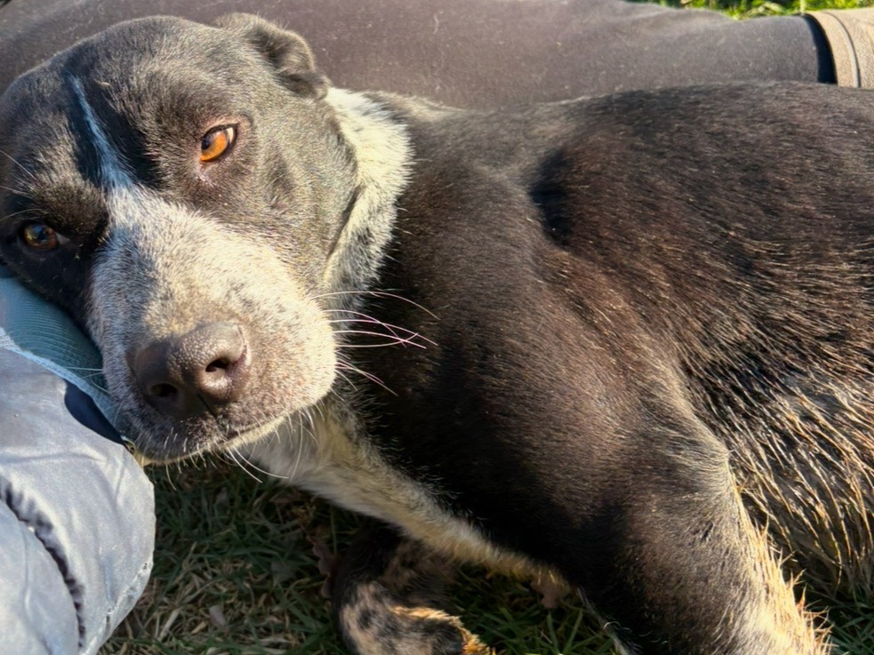 Adotta un cane, taglia grande, femmina, Frosinone