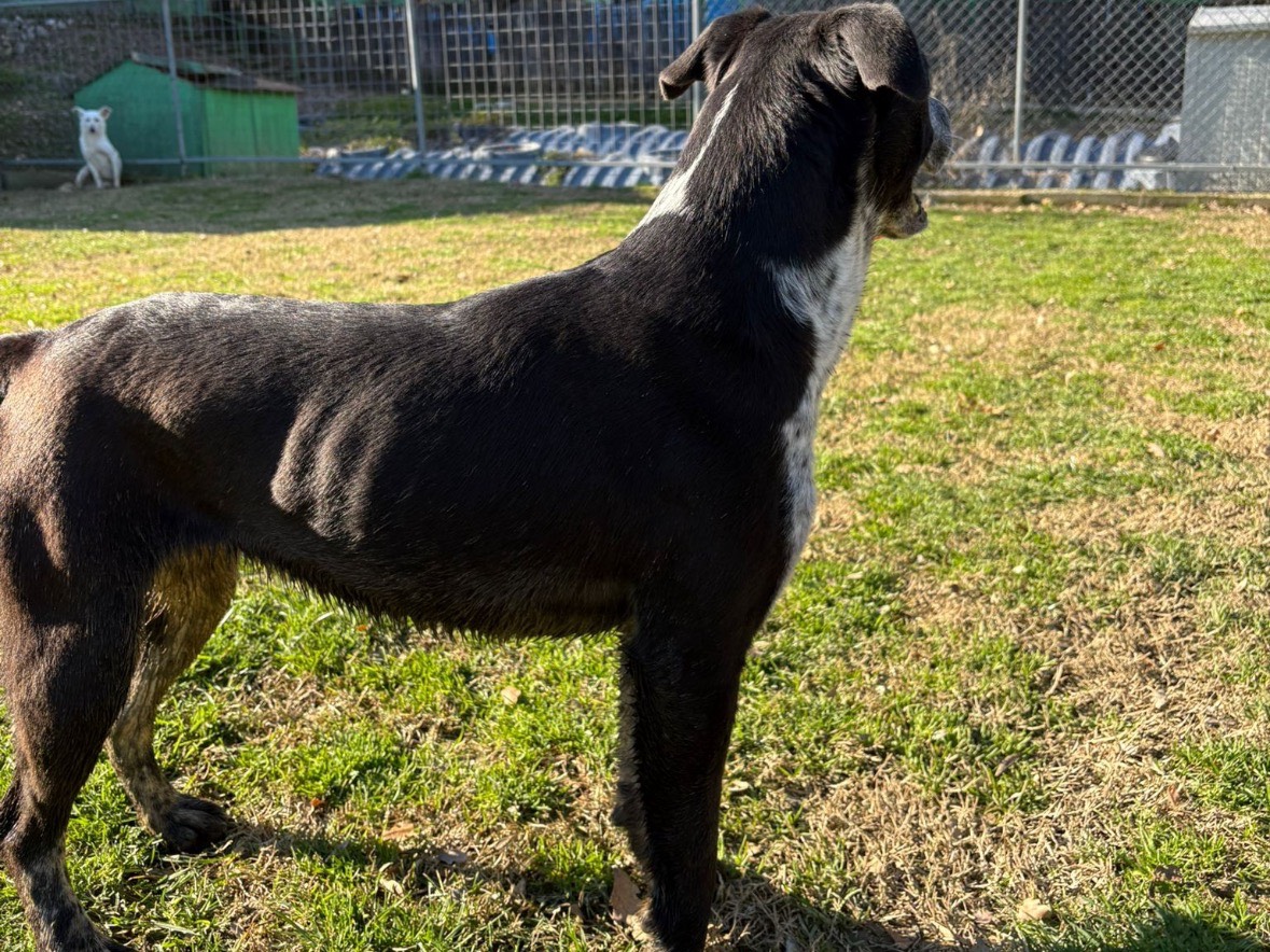 Vuoi adottare un cane a Frosinone?