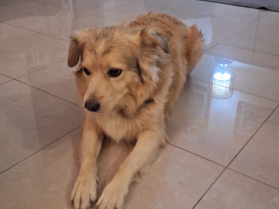 Foto dell'animale