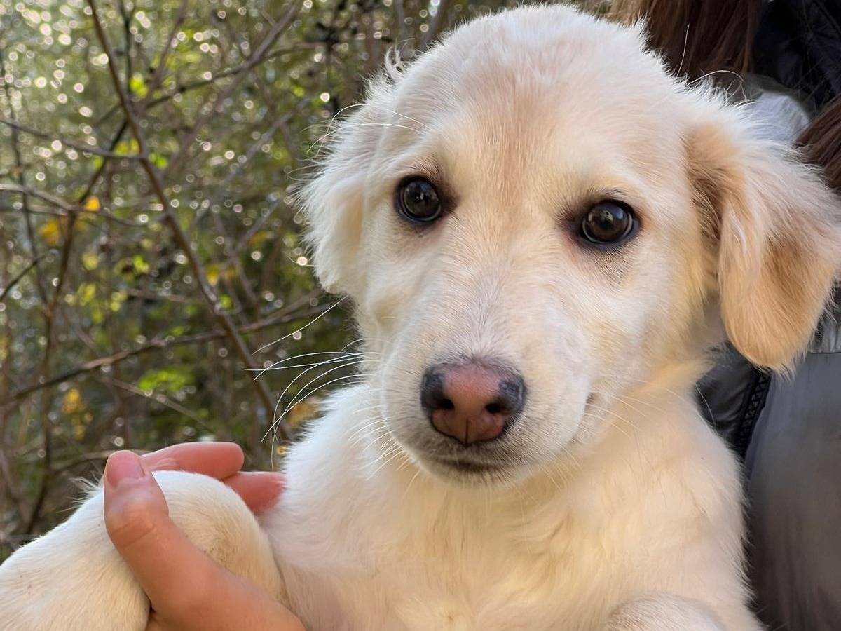 Adozione cane, maschio, Razza sconosciuta Razza sconosciuta, 1 anno e 6 mesi, taglia media, Frosinone