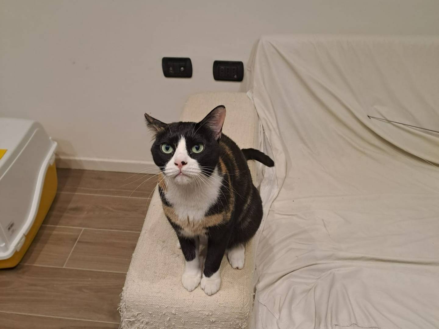 Adotta un gatto, taglia non valida, femmina, Pavia