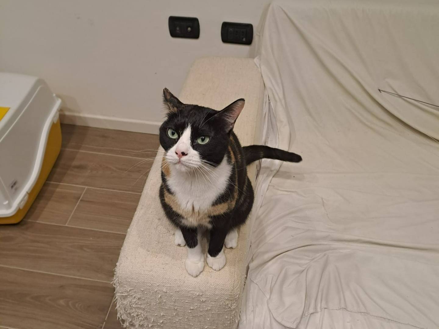 Vuoi adottare un gatto a Pavia?