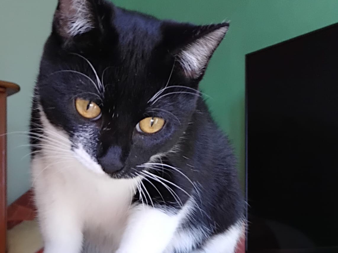 Adotta un gatto, femmina, 4 mesi, Enna