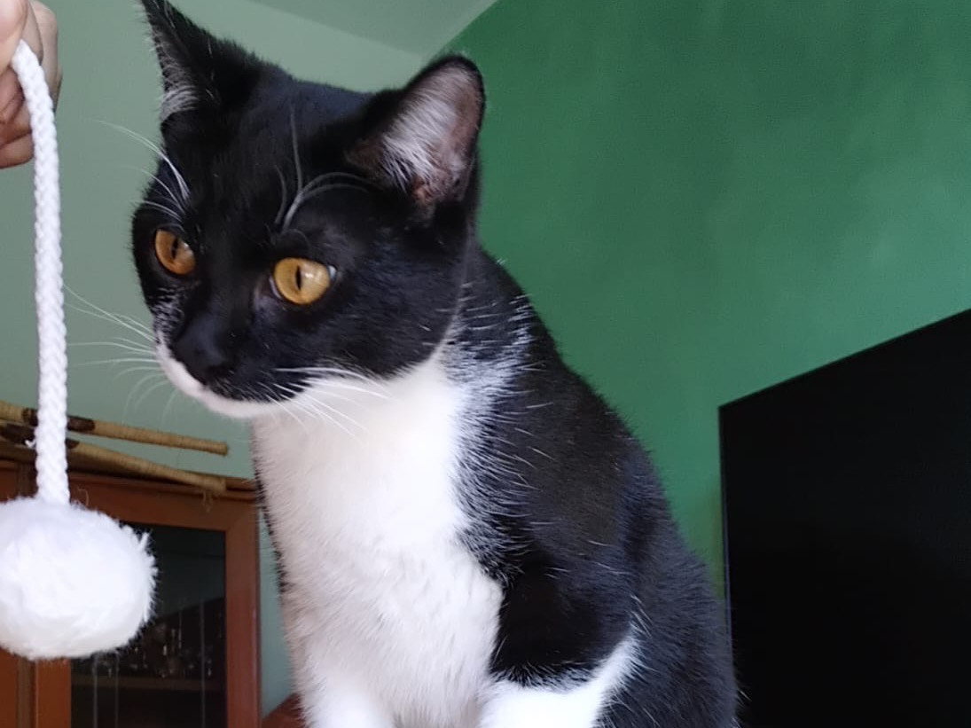 Vuoi adottare un gatto a Enna?