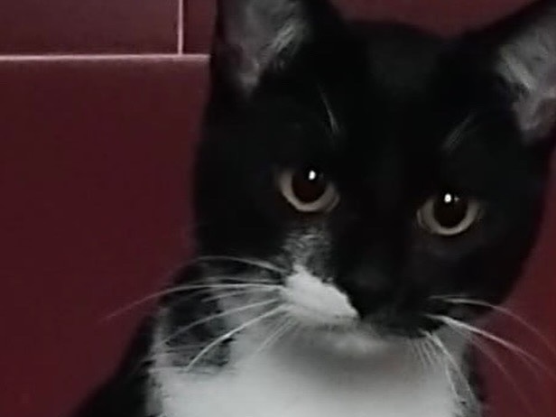Adotta il gatto Frida a Enna