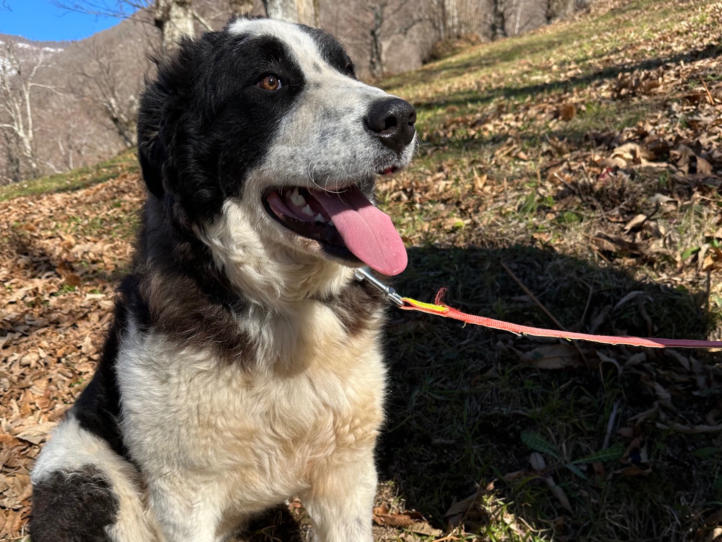 Adotta il cane Aria a Pavia