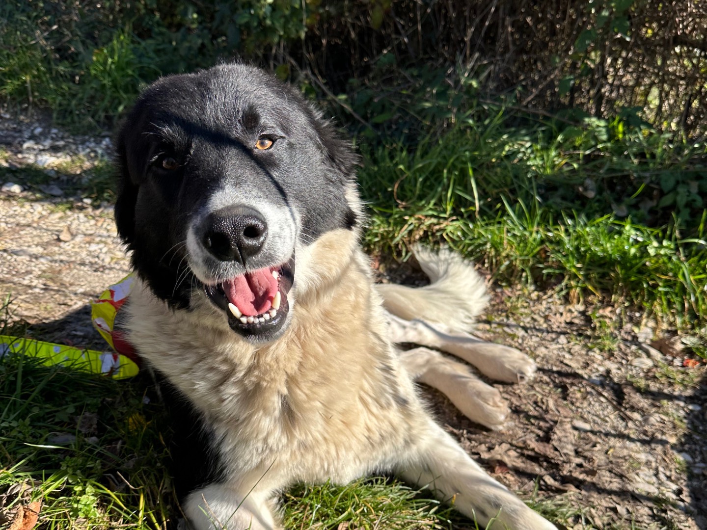 Adotta un cane, maschio, 1 anno e 4 mesi , Torino