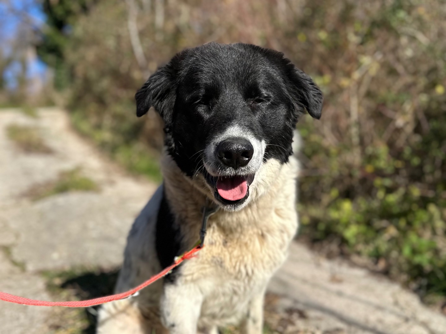 Adotta un cane, taglia grande, maschio, Torino