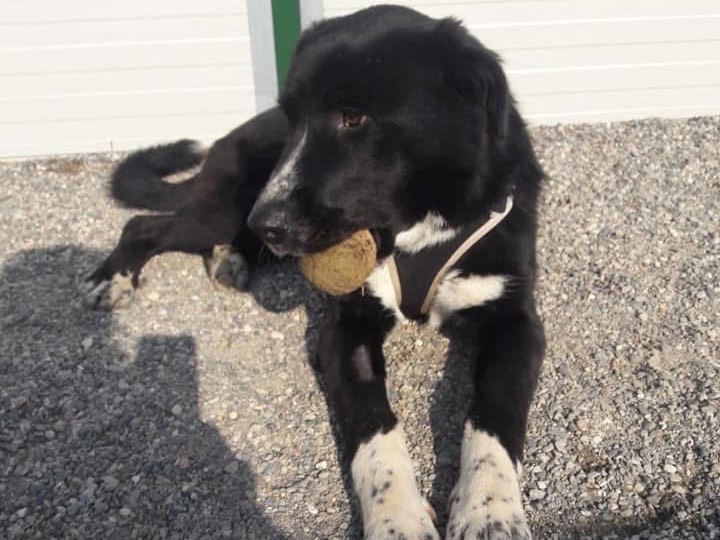 Adotta il cane Doriam a Como