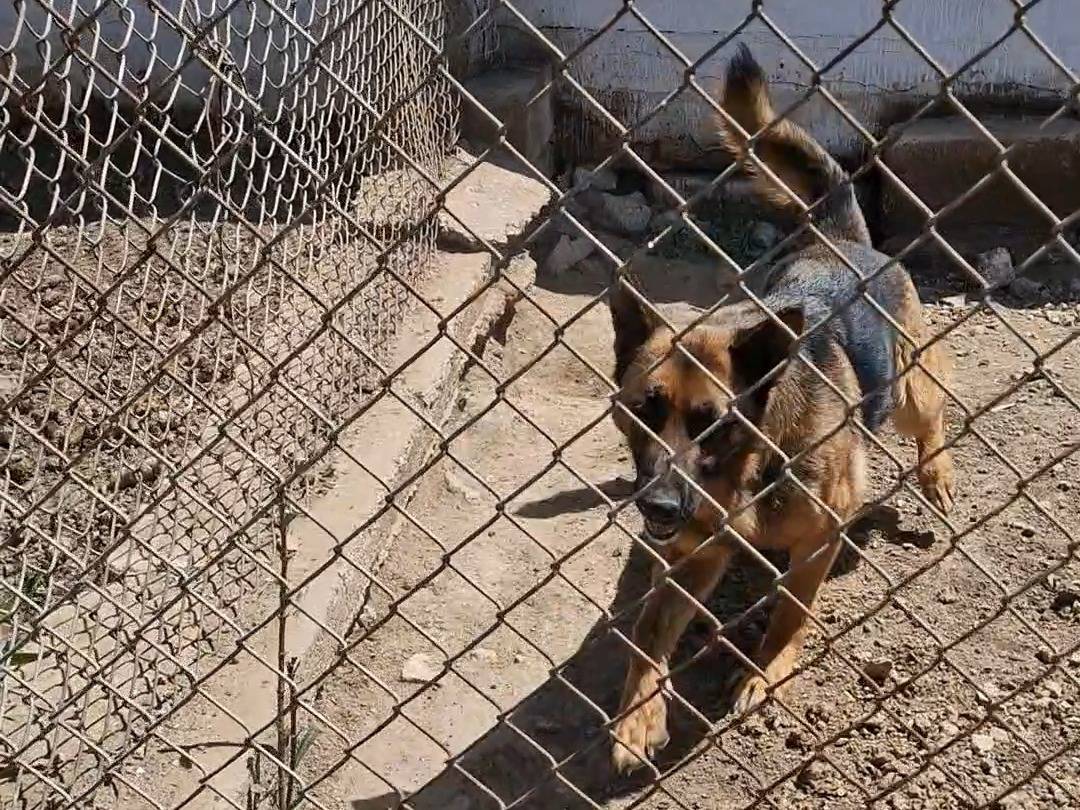 Adotta un cane, femmina, 4 anni  e 3 mesi , Taranto