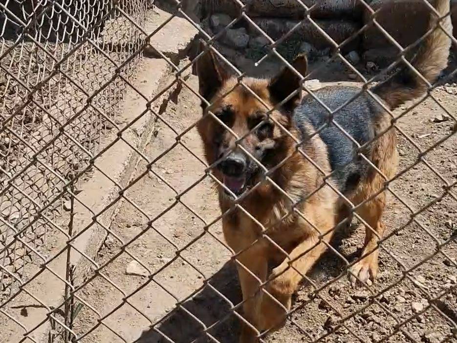 Adotta un cane, taglia grande, femmina, Taranto