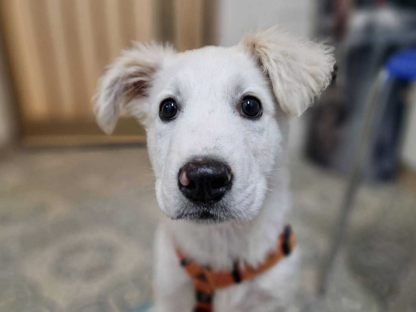 Foto dell'animale