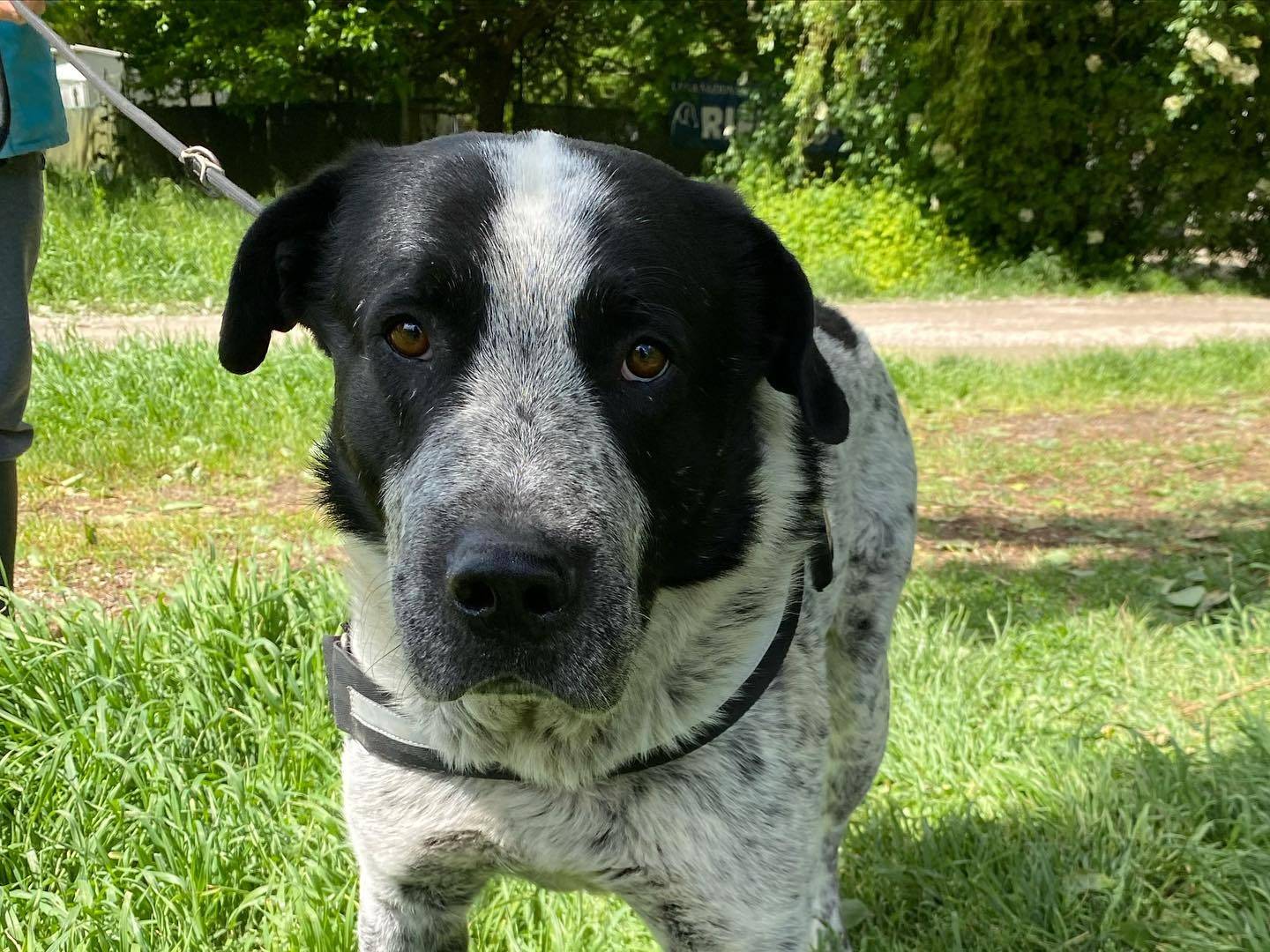Adotta un cane, maschio, 6 anni  e 1 mese, Ferrara