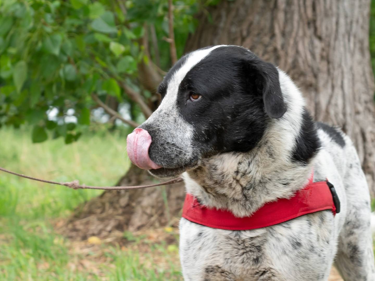 Adotta un cane, taglia grande, maschio, Ferrara