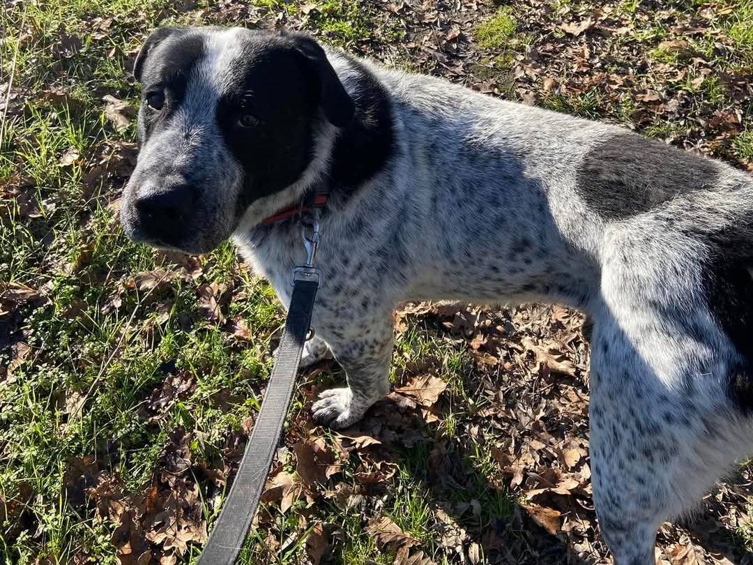 Vuoi adottare un cane a Ferrara?