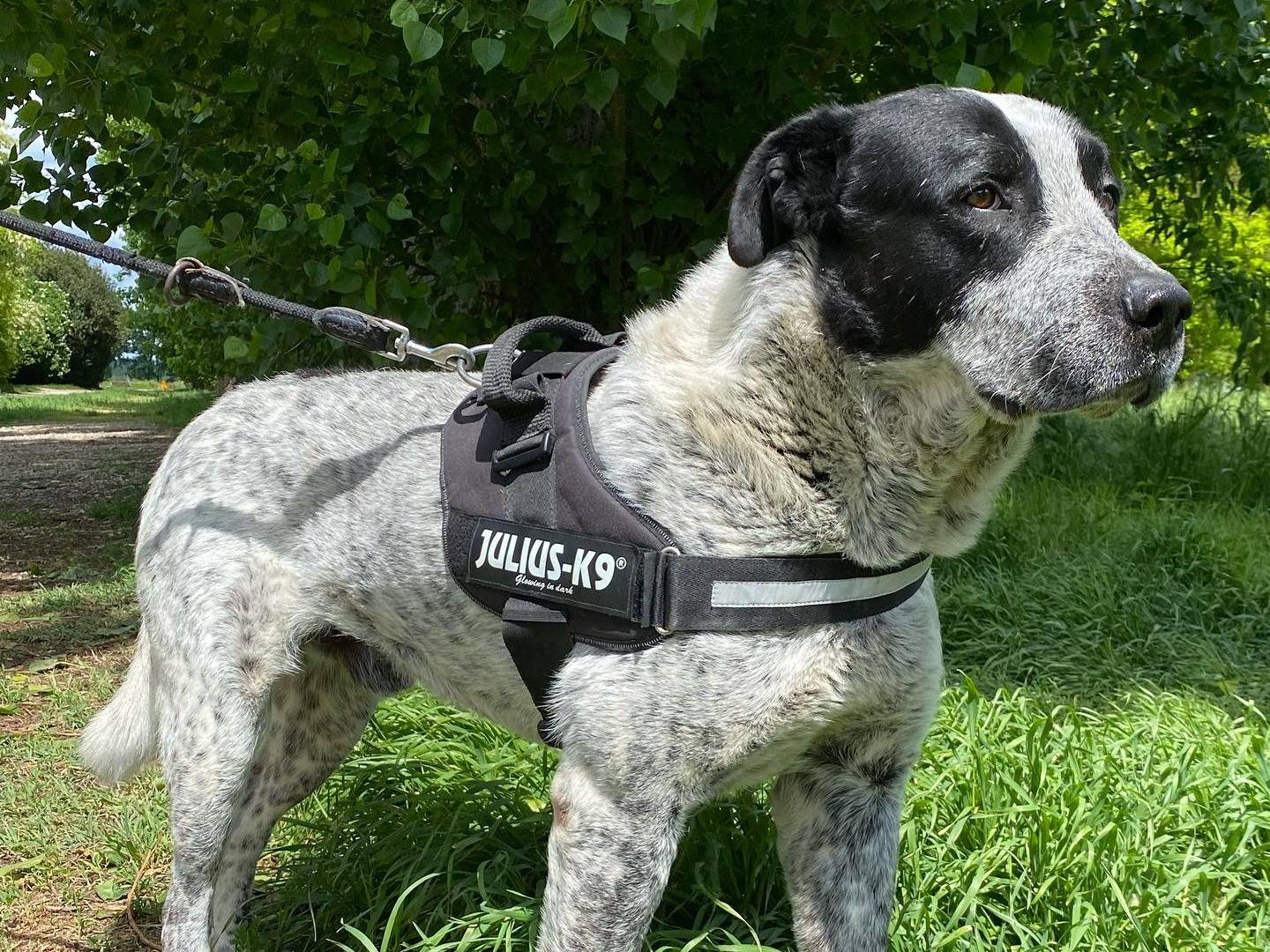 Adotta il cane PORTHOS a Ferrara
