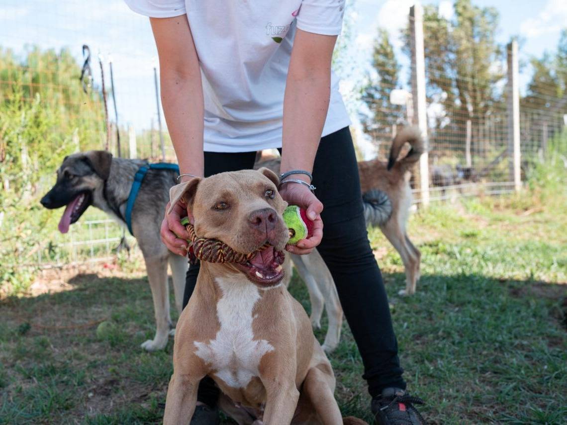 Vuoi adottare un cane a Caserta?