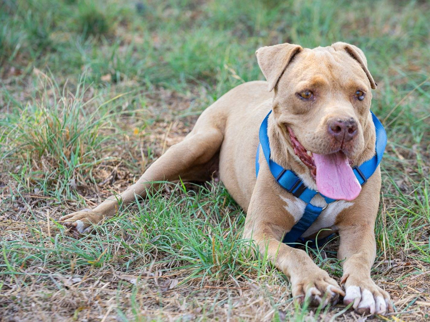 Adotta un cane, taglia media, maschio, Caserta