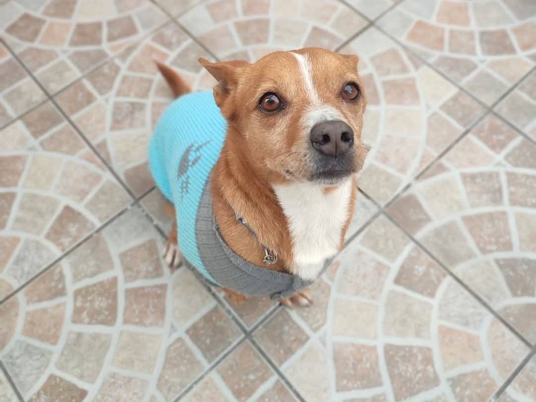 Adotta un cane, maschio, 3 anni  e 3 mesi , Caserta